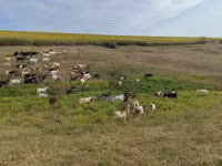 母山羊, Goats — 照片 3