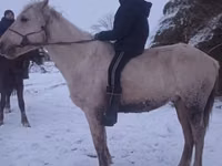 Caballo, Yakutian horse — foto 2