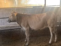 بقرة, Swiss cattle — الصورة 2