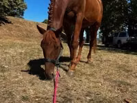 घोड़ा, Oldenburg horse — फ़ोटो 2