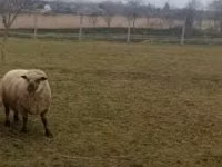 Ram, Shroshire sheep — photo 4