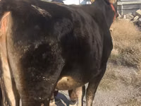Vaca, Swiss cattle — foto 1