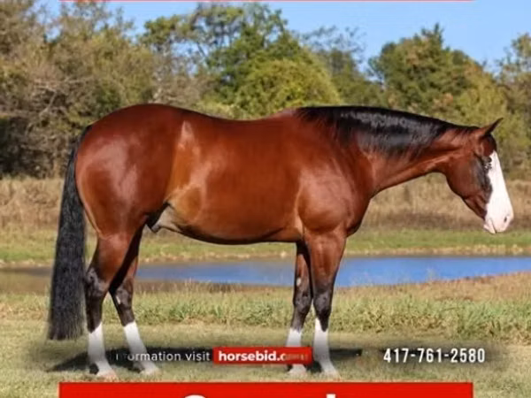 Hengst, Quarter Horse
