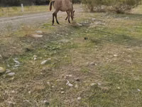 Mare, Azerbaijan horse — photo 2