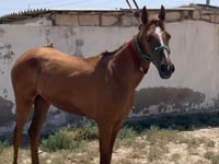 Stute, Kazakh horse — Foto 3