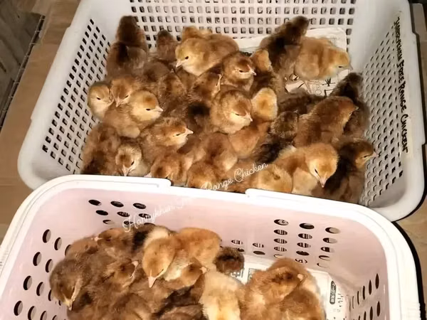 Rhode Island Red