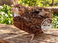 Quails — Foto 8