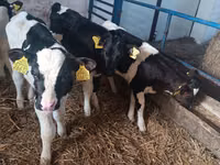 Toro, Russian Black pied cattle — foto 5