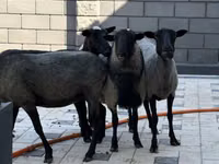 Sheep, Hissar sheep — photo 3