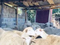 Carnero, Merinoland sheep — foto 4