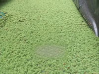 Azolla Pinnata — الصورة 1