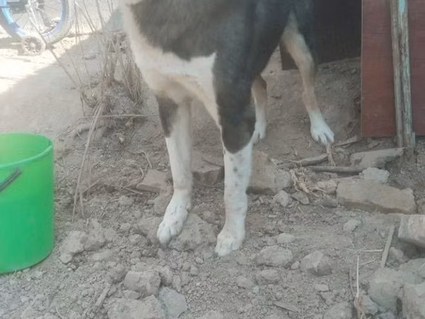 Cabras (lote, sexo no especificado), Cabras