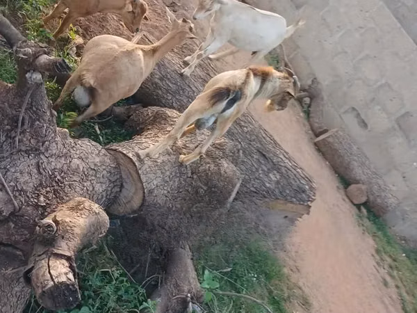 Cabras (lote, sexo no especificado), Cabras