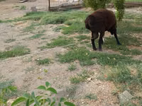 كبش, Baerchuke sheep — الصورة 3