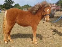 公马, Miniature horse — 照片 2