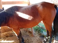 Stute, French Trotter — Foto 4