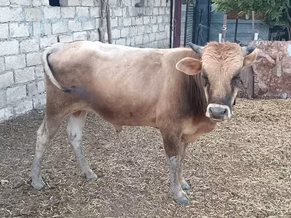 Bulle, Wilder Yak