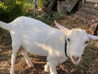 公山羊, Goats — 照片 2
