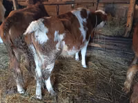 Cow, Wild yak — photo 1