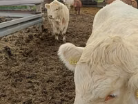 Kuh, Charolais cattle — Foto 5
