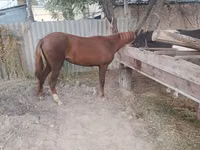Mare, Kyrgyz Horse — photo 3