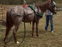 Horse (M), Rocky Mountain Horse — photo 4