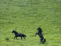 Horse (M), Karachay horse — photo 8
