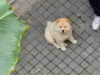 🐶 SATILIR – ÇAU-ÇAU Erkək Çau-Çau balasıdır. 2 aylıqdır, rəngi ağdır — фото 1