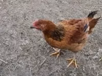 Chickens — photo 1
