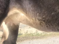 Vaca, Swiss cattle — foto 3