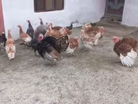 Turkeys — foto 5