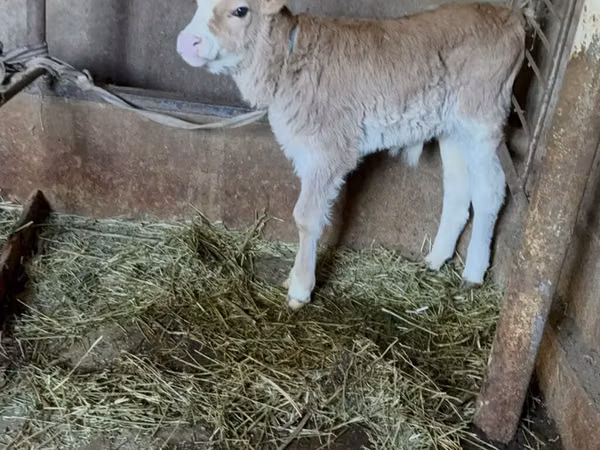 Bull, Cattle