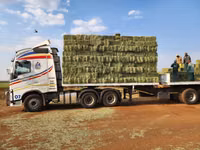 Lucerne For Sale - Small Bales (For Sale) — photo 1