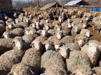 كبش, Kuibyshev sheep — الصورة 4