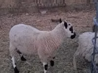 公羊, Cerry Hill sheep — 照片 2