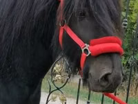 Hengst, Fell pony — Foto 1