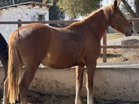 Stute, Arabian horse — Foto 3