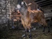 Billy Goat, Kamori goats — photo 3