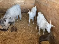 Goat, Goats — photo 4