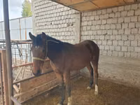 Horse (M), Kyrgyz Horse — photo 5