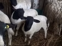 绵羊（批次，未指定性别）, Dorper sheep — 照片 3