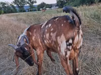 公山羊, Nubian Goat — 照片 4