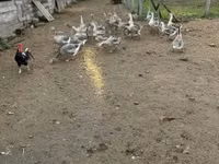 Geese — photo 4