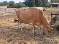 Vaca, Raza Jersey — foto 2