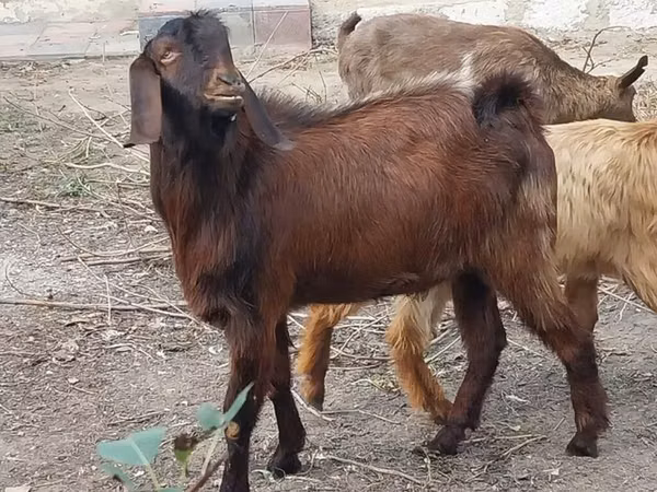 Cabra, Cabras