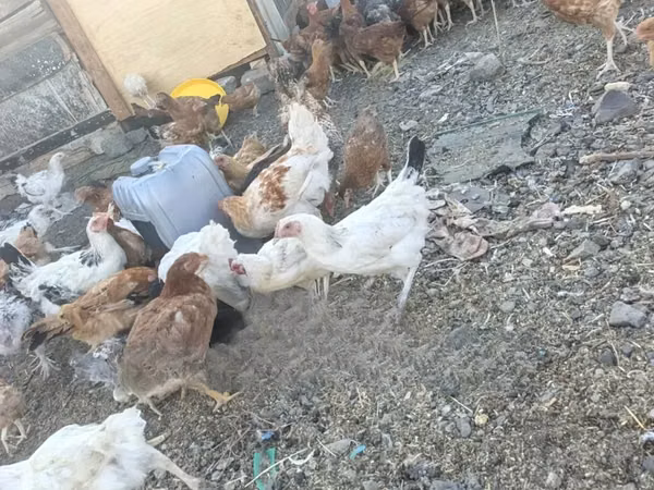 Shamo chickens