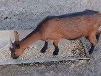 Cabra, Alpine goat — foto 3