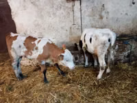 Bovinos (lote, sexo no especificado), Simmental cattle — foto 3