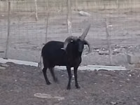 Carnero, Shetland sheep — foto 3