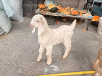 Goats (batch, sex not specified), Beetal goats — photo 5